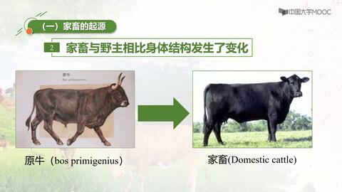家畜飼養與肉類生產 從牧場到餐桌的現代畜牧之道