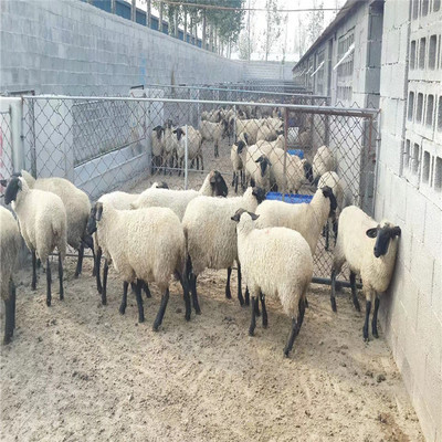 家畜飼養的藝術與科學 從傳統智慧到現代實踐
