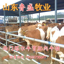 牛苗價格